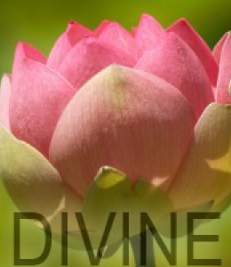 thumb_2005-01-19-lotus-pond