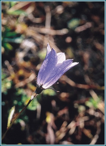 Harebell