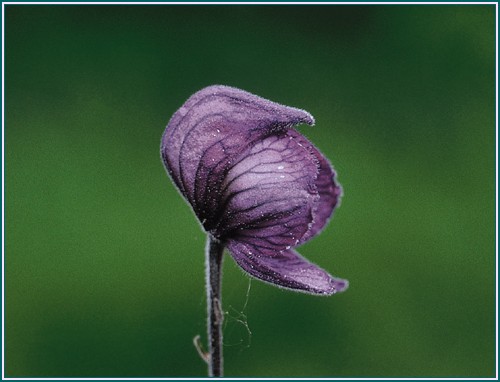 Monkshood