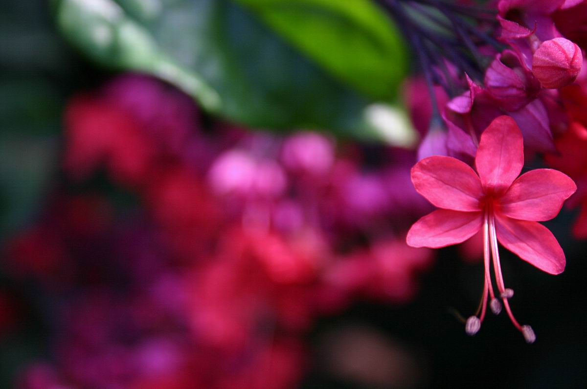 Do Plants Communicate?