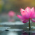 Chakra Meditations