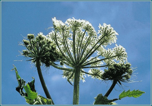 Cow Parsnip