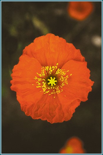 Icelandic Poppy