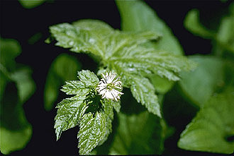 Goldenseal