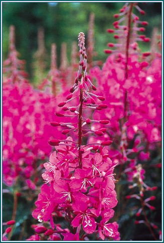 Fireweed