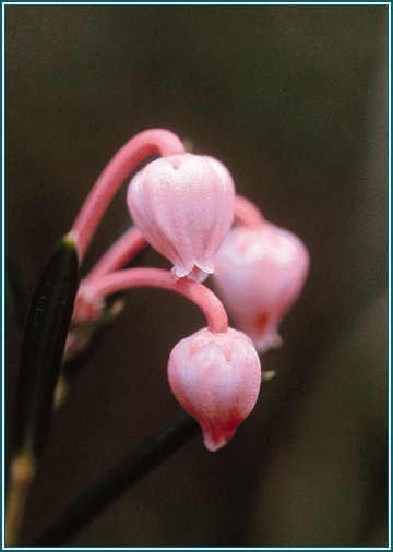 Bog Rosemary